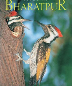 Birds Of Bharatpur